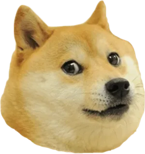 Cartoon Shiba Inu head in the style of the Doge meme
