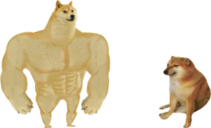 Swole Doge flexing next to a small Cheems dog, the classic meme format for comparisons